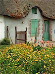 Ringelblumen und Dahlien im Garten ein Reetdachhaus in La Grande Brière, Ile de Fedrun, Pays De La Loire, Frankreich, Europa