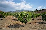 Reben in den Weinbergen in der Gegend im Zentrum der Insel Zypern, Mittelmeer, Europa