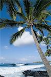 Strand von Kailua-Kona, Insel Hawaii (große Insel), Hawaii, Vereinigte Staaten von Amerika, Pazifik, Nordamerika