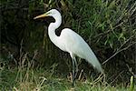 Aigrette, Parc National des Everglades, UNESCO World Heritage Site, Floride, États-Unis d'Amérique, l'Amérique du Nord