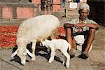 Shepherd and mini-flock, Bhaktapur, Nepal, Asia