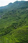 Rice fields, Nepal, Asia