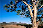 Rivière Rouge gommier (Eucalyptus camaldulensis), Wilpena, Flinders Ranges, Australie-méridionale, Australie, Pacifique