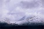 Glen Garry Forest, Ben Tee Range, Highland region, Scotland, United Kingdom, Europe