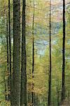 Lowes Wasser durch Bäume, Holme Wood, Seenplatte, Cumbria, England, Vereinigtes Königreich, Europa