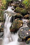 Waterfall, Holme Wood, Lake District, Cumbria, England, United Kingdom, Europe