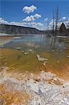 Dead tree trunks, Canary Spring, Main Terrace, Mammoth Hot Springs, Yellowstone National Park, UENSCO World Heritage Site, Wyoming, United States of America, North America