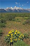 Jaunes fleurs sauvages dans une prairie avec le groupe Grand Teton cathédrale des montagnes dans la distance, Grand Teton National Park, Wyoming, États-Unis d'Amérique, l'Amérique du Nord