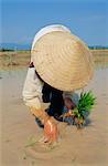 Plantation riz paddy, Muang Sing, Laos, Asie