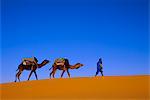 Kamel Zug durch die Wüste, Marokko, Nordafrika
