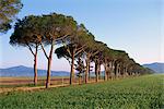 Paysage de pins parasols et de cyprès à côté d'un champ vert, Province de Grosseto, Toscane, Italie, Europe