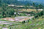 Rice terraces in centre of the island, Bali, Indonesia, Southeast Asia, Asia