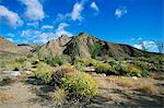 Brittlebushes avec les montagnes derrière, le désert de Sonora, parc d'état de Anza-Borrego Desert, California, États-Unis d'Amérique, Amérique du Nord