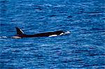 Killer whale (Orcinus orca) swimming near Sea Lion Island, Falkland Islands, South Atlantic, South America