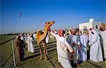 Camel race course, Mudaibi, Oman, Moyen-Orient
