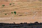 On the slopes of Mount Workamba,Tambien region,Tigre province,Ethiopia,Africa