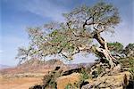 Sur le flanc du Mont Workamba, Tambien région, Province du Tigré, en Ethiopie, Afrique