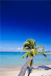 Palm tree, Antigua, Antilles