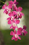 Orchidées, Bangkok (Thaïlande), l'Asie du sud-est, Asie