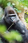 Gorilla in Lorro Park,Tenerife,Canary Islands,Spain,Atlantic,Europe