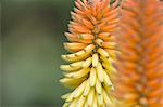 Blumen in Lorro Park, Teneriffa, Kanarische Inseln, Spanien, Atlantik, Europa