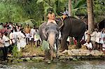 Festival de l'éléphant, Kerala, Inde