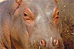 Jeune Hippo, Kenya
