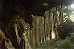 Giant tree trunk in cedar forest,Alishan National Forest recreation area,Chiayi County,Taiwan,Asia