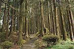 Forêt de cèdres, Alishan National Forest recreation area, le comté de Chiayi, Taïwan, Asie