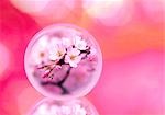 Blossoms in sphere