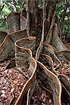 Tree roots and foliage