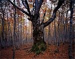 Tree in autumnal forest