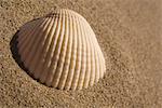 Seashell lying on beach