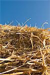 Dried straw against blue sky