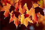 Autumn maple leafs