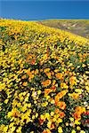 Yellow rapeseed flower field
