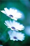 3 Marguerites