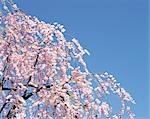 Cherry Blossoms