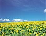 Bright Yellow Sunflowers Against Bright Blue Sky