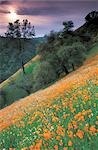 Orange flowers on hills