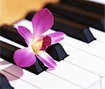 Blossom on piano keys