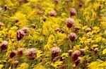 Blurred photo of purple and yellow flowers