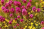 Purple and yellow flowers close-up