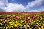 Champ de fleurs de mauves et jaunes