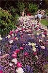 Grand lit de fleurs de mauves, roses et blancs