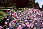 Bed of white and pink flowers and purple flowers