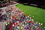 Lit de tulipes rouges et blancs et oeillets violets et blancs