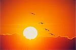 Canards à voler dans le coucher du soleil
