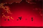 Groupe de canards volant dans un ciel rouge