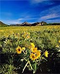 Yellow daisy in mountain field